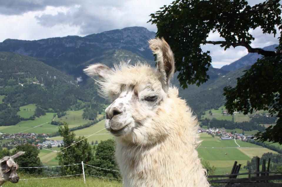 Lama und Alpaka Begegnungen am Klausnerhof - Impression #1 | © Klausnerhof