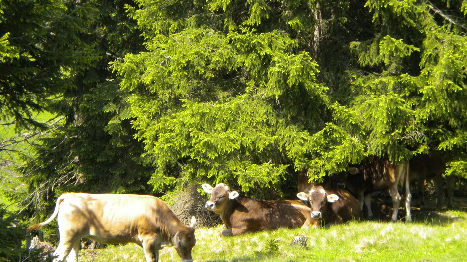 Kühe, Maierlhof | © Familie Hofer